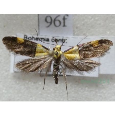 Oecophora bractella (Linnaeus, 1758) Czech96f